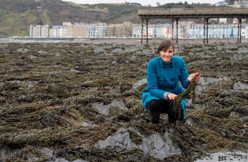 Aberystwyth researchers develop food wrap from seaweed extract