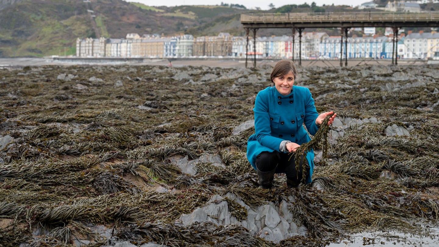 Aberystwyth researchers develop food wrap from seaweed extract